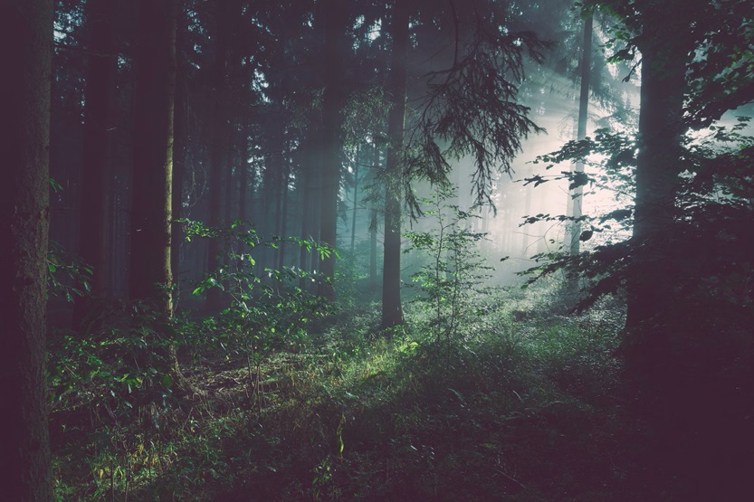 Escenas del bosque Waldszenen (Sebastian Unrau Unsplash)